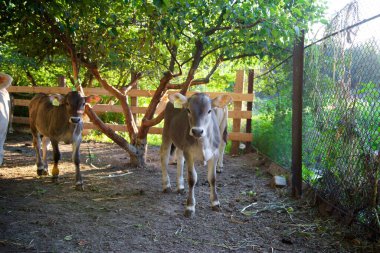 İnekler güzel yeşil bir çayırda 