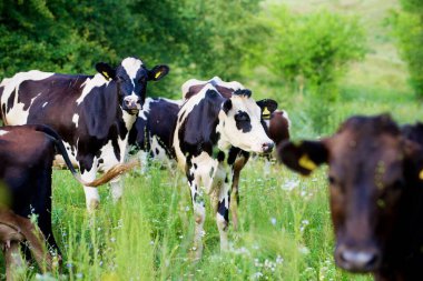 İnekler güzel yeşil bir çayırda 