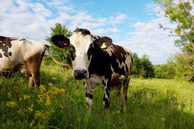 İnekler güzel yeşil bir çayırda 
