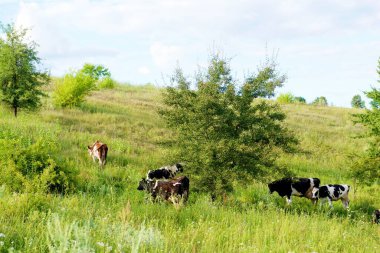 İnekler güzel yeşil bir çayırda 