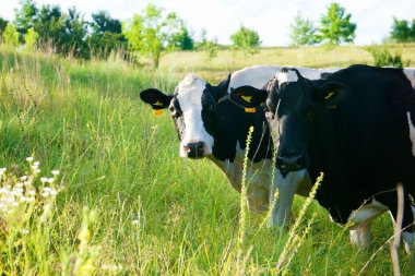 İnekler güzel yeşil bir çayırda 