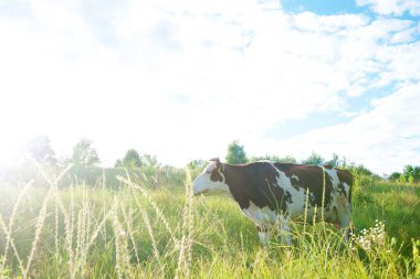 İnekler güzel yeşil bir çayırda 