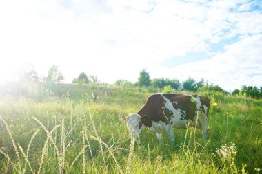 İnekler güzel yeşil bir çayırda 