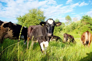 İnekler güzel yeşil bir çayırda 