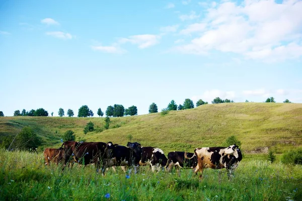 Cows Beautiful Green Meadow — Stock Photo, Image