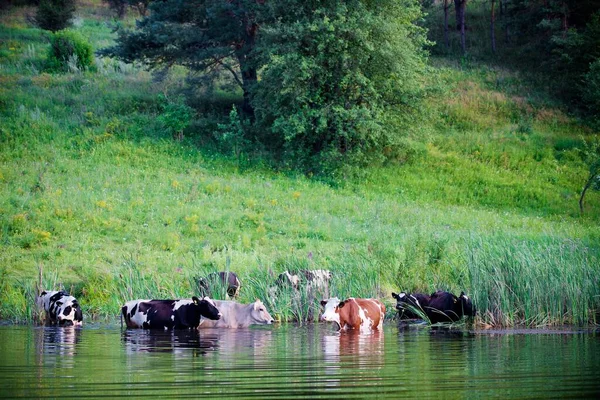 Cows Beautiful Green Meadow — Stock Photo, Image