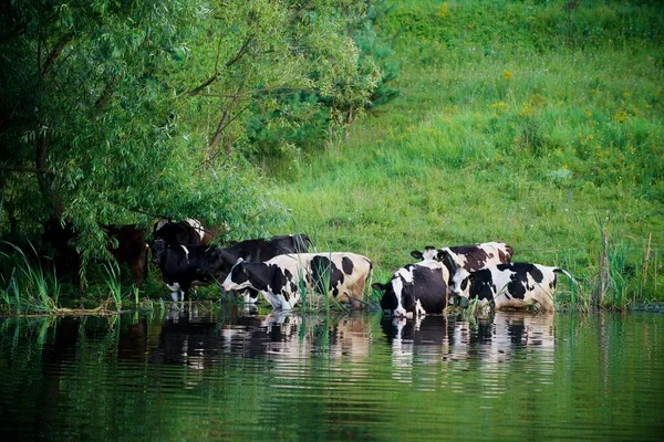 Cows Beautiful Green Meadow — Stock Photo, Image