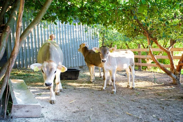 Коровы Красивом Зеленом Лугу — стоковое фото