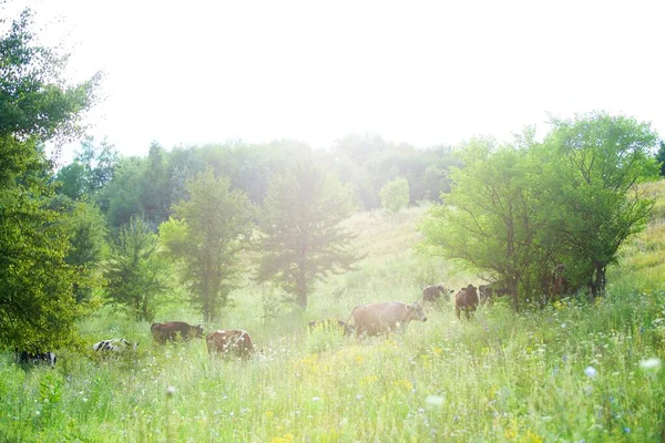 Cows Beautiful Green Meadow — Stock Photo, Image
