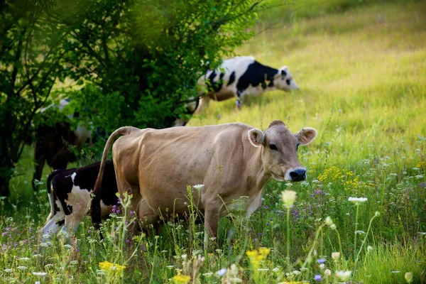 Vacas Hermoso Prado Verde — Foto de Stock