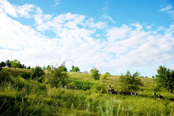 Cows Beautiful Green Meadow — Stock Photo, Image