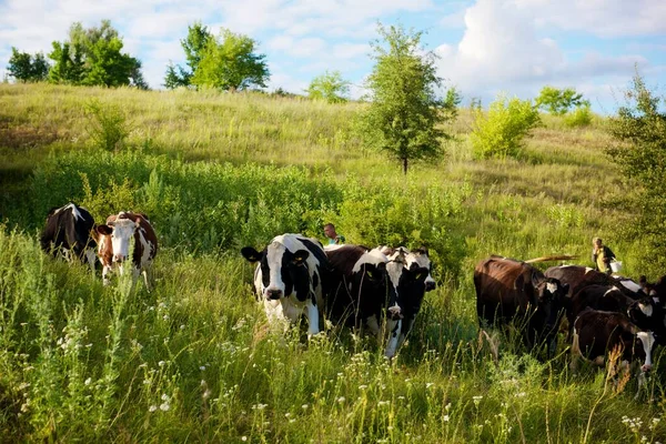 Cows Beautiful Green Meadow — Stock Photo, Image