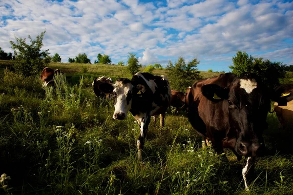 Cows Beautiful Green Meadow — Stock Photo, Image