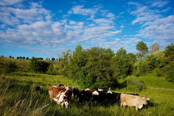 Cows Beautiful Green Meadow — Stock Photo, Image