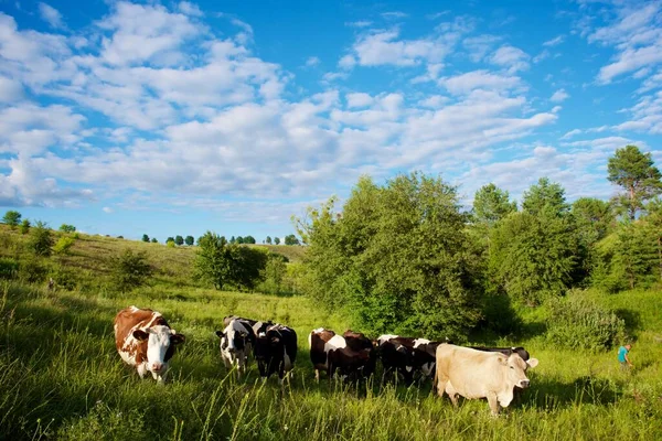 Kor Vacker Grön Äng — Stockfoto