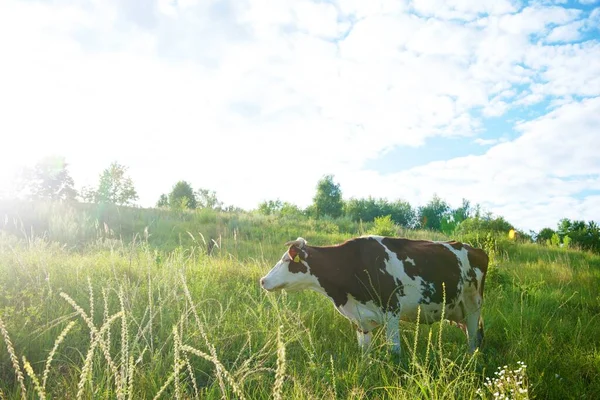 Cows Beautiful Green Meadow — Stock Photo, Image