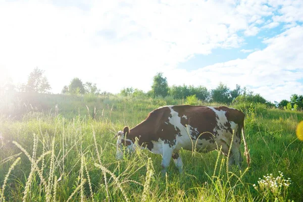 Vacas Hermoso Prado Verde —  Fotos de Stock