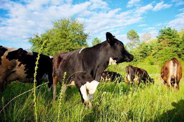 Tehenek Egy Gyönyörű Zöld Réten — Stock Fotó