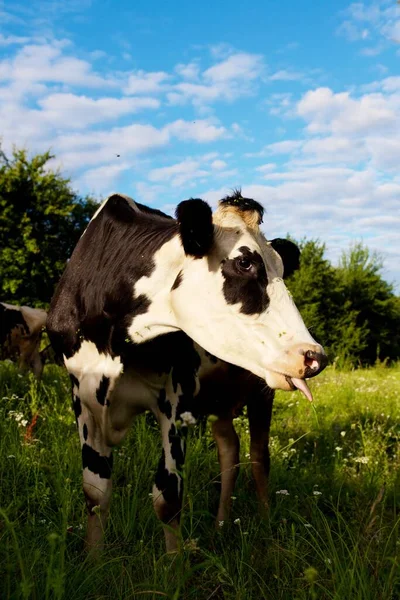 Krávy Krásné Zelené Louce Stock Obrázky