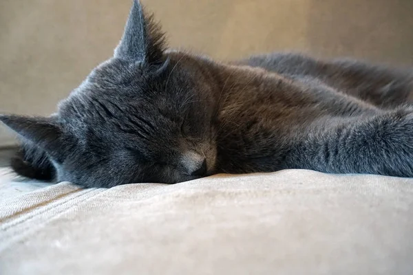 Metis Russian Blue Cat Sleeps — Stock Photo, Image