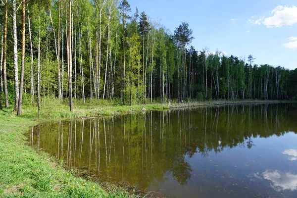 light landscape in the Meshchersky forest