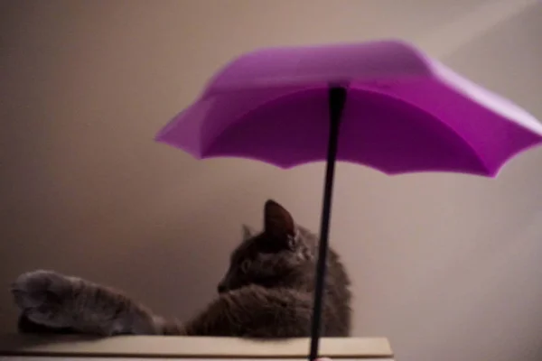 Cat Lies Umbrella — Stock Photo, Image