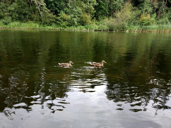 Zwei Enten Schwimmen Teich — Stockfoto