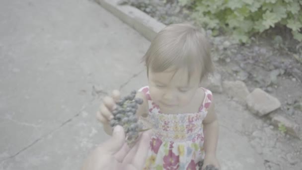 아버지는 딸에게 Pov 먹이고 Log3 프로파일로 무더운 정원에서 포도를 맛보는 — 비디오