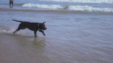 Okyanusa yakın sahilde köpek, sahibi ile oynar, bir sopa getiriyor