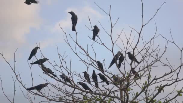 Κοράκια Μια Συννεφιασμένη Μέρα Καθισμένος Ένα Δέντρο Πετώντας Στον Ουρανό — Αρχείο Βίντεο