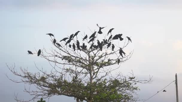Crows Cloudy Day Sitting Tree Flying Sky Ocean — Stock Video