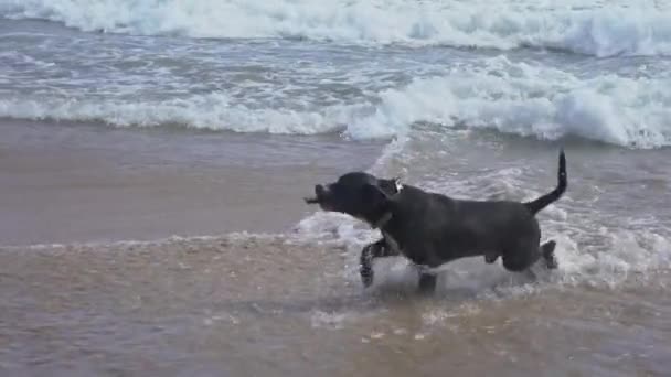 狗在靠近海洋的海滩上 和主人玩耍 带一根棍子 — 图库视频影像