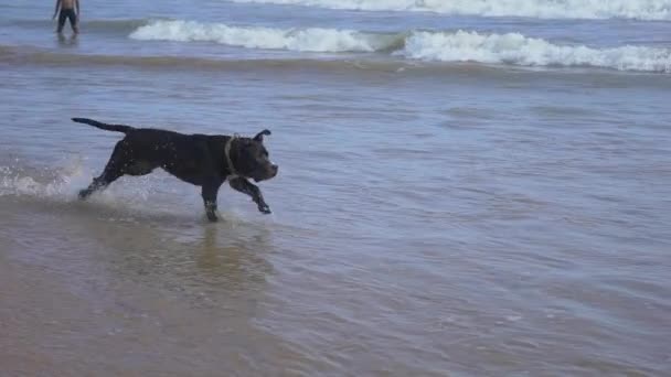 狗在靠近海洋的海滩上 和主人玩耍 带一根棍子 — 图库视频影像
