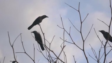 Bulutlu bir günde kargalar bir ağacın üzerinde otururken, gökyüzünde okyanusun üzerinde uçarlar.