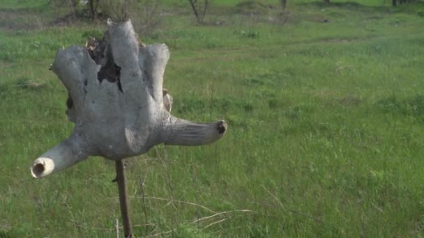 Schädel einer Kuh auf einem Stock auf dem Feld, Sommersonniger Tag, Westen — Stockvideo