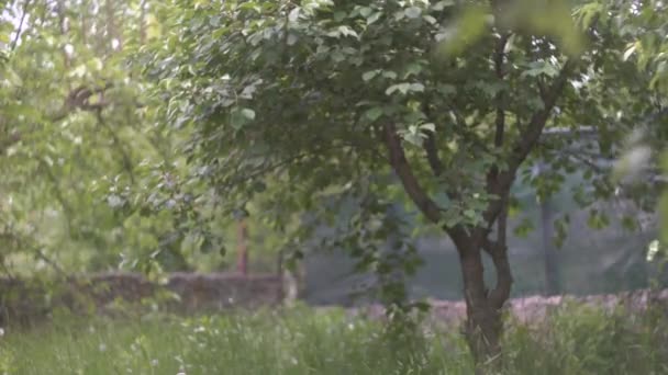 Vårträdgård, körsbärsträd, vacker bokeh — Stockvideo