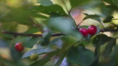 Olgun kiraz, kırmızı böğürtlen yakın planda bir ağaçta