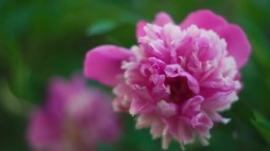 Karınca pembe bir şakayığın üzerinde sürünür, bulanık bir arka planda, güzel bir bokeh