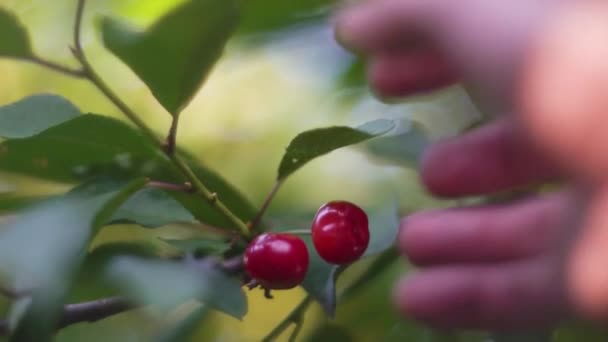 Ein Mann pflückt Kirschen von einem Baum, Nahaufnahme — Stockvideo
