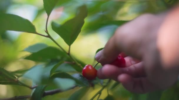 Onrijpe bes in de hand, kers op een achtergrond van bladeren met mooie bokeh — Stockvideo