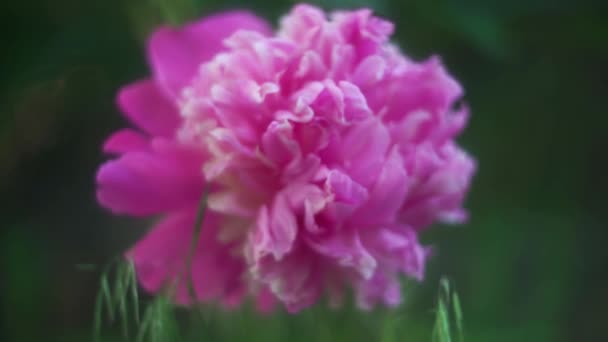 Große rosa Pfingstrose, auf verschwommenem Hintergrund, wunderschönes Bokeh — Stockvideo