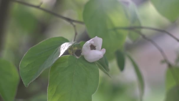 Floración primaveral de árboles, una abeja recoge néctar en una flor de membrillo — Vídeo de stock