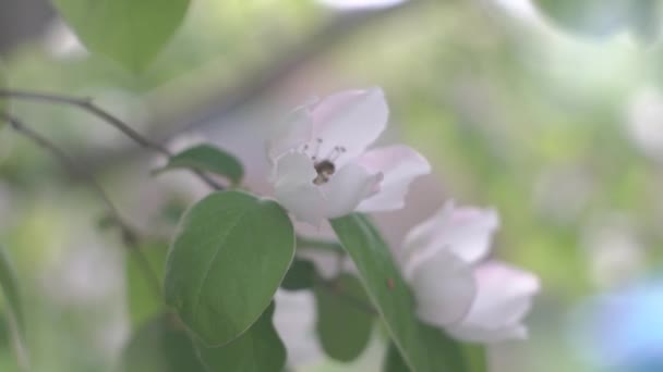 Pszczoła zbiera nektar w kwiat pigwy, wiosenne kwitnienie drzew — Wideo stockowe