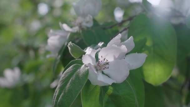 Quince bloei, witte bloemen aan een boom, lentebloei van bomen — Stockvideo
