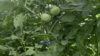 Serada yeşil olgun domatesler, filmle kaplanmış.