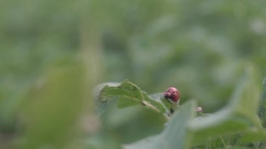 Colorado patates böceği, patates yaprağı yiyor, yakın plan, böcek larvası, bahçede haşere.