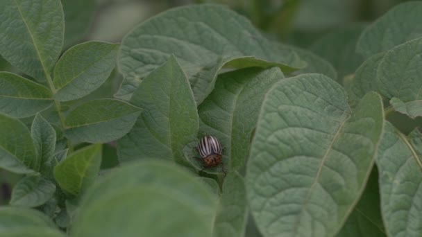 Bramborový brouk z Colorada, jíst bramborový list, detailní záběr, larva brouka, škůdce v zahradě — Stock video
