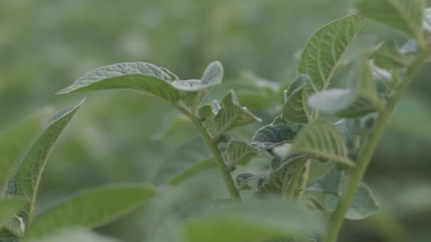 Kartoffelkäfer Colorado, der ein Kartoffelblatt frisst, Nahaufnahme, Käferlarve, Schädling im Garten — Stockvideo