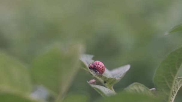 Doryphore de la pomme de terre, mangeant une feuille de pomme de terre, gros plan, larve de scarabée, ravageur dans le jardin — Video