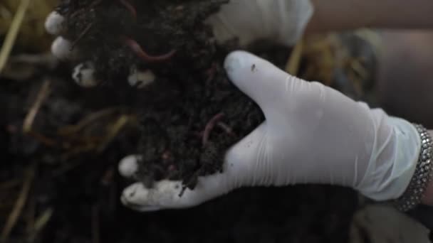 Mujer usando guantes de goma recogiendo compost — Vídeos de Stock